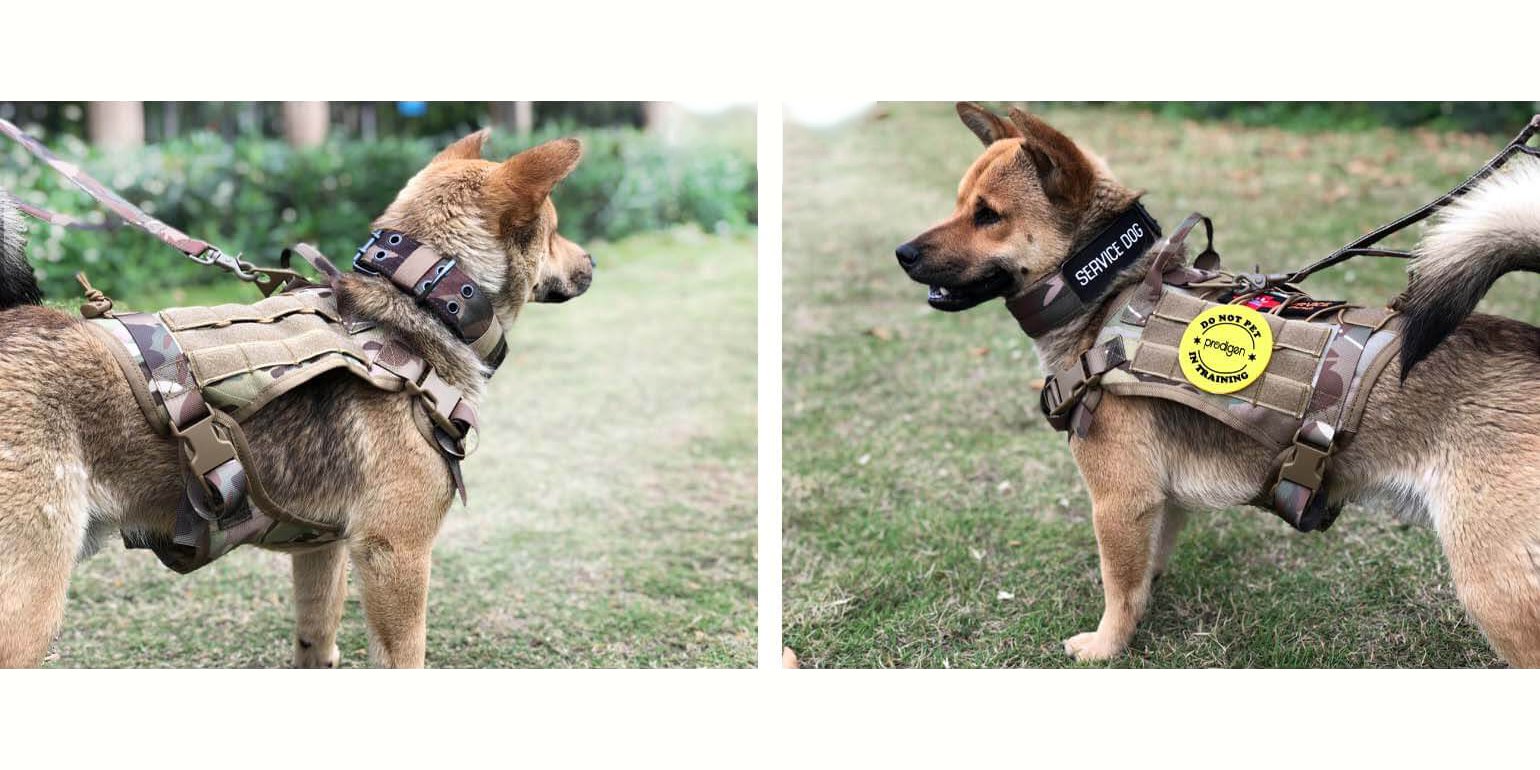 Thing You Need to Know About Small Dog Tactical Harnesses