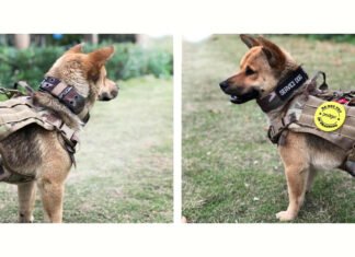 Thing You Need to Know About Small Dog Tactical Harnesses