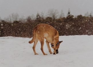 Can dog snuffle mats help dogs get along with new family members?