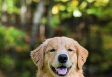 A Paw-fect Accessory for Unleashing Water Fun: Exploring the Game-Changing Benefits of a Dog Boat Ramp